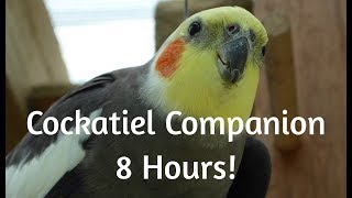 Cockatiel Companion 8 HOURS OF COCKATIEL SOUNDS Mega Compilation [upl. by Yeltrab]