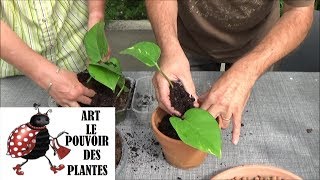 Conseils jardinage Pothos scindapsus Comment faire une bouture et arrosage Plante verte [upl. by Selestina]