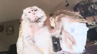 ASMR Adorable Monkeys Grooming [upl. by Leatrice]