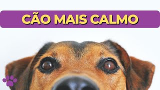 🐕 Calmante NATURAL para cachorro INFALÍVEL [upl. by Mott145]