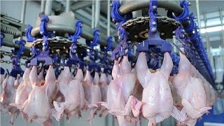 Modern Ultra Chicken Meat Processing Factory Amazing Food Processing Machines [upl. by Ellebyam]