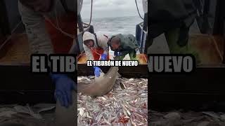 Tiburón capturado mientras pescaba [upl. by Mani264]