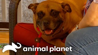 Charlie Browns New Home  Pit Bulls amp Parolees  Animal Planet [upl. by Sairacaz]