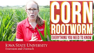 Corn Rootworm  Beetles amp Larvae Damage Thresholds Management Sticky Traps Scouting amp Impact [upl. by Roze423]