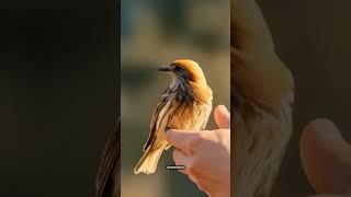 a docile and very obedient bird nature birdsounds shortvideo relaxingbirdsounds animals [upl. by Nagirrek]