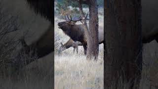 Bull Elk Bugle [upl. by Jonathon]