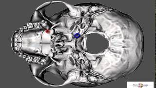 foramen spinosum [upl. by Anselmi]