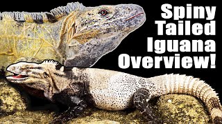 Spiny Tailed Iguana Care [upl. by Bridge]