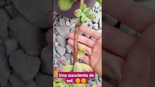 ¿Se quedó pelón algún tallo de tu Echeveria pulvinata ruby [upl. by Ahtnamys]