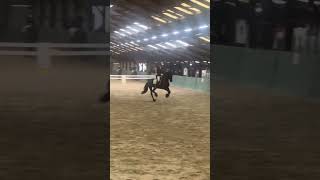 Zotte fan Scyedam in Ammerzoden op concours [upl. by Iztim]