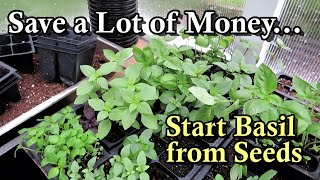 Start Basil from Seeds amp Stop Buying Expensive Transplants How to Grow Beautiful Basil Plants [upl. by Hirai]