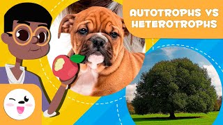 AUTOTROPHIC AND HETEROTROPHIC Organisms  In what are they different  Science for Kids [upl. by Hildegaard823]