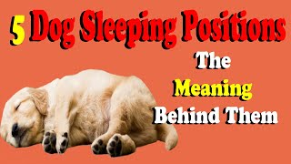 5 Dog Sleeping Positions And The Meaning Behind Them [upl. by Thesda]