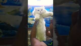 Cute cat cat cutecat shortvideo [upl. by Ailecara]