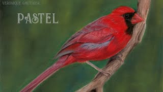 Drawing a cardinal in pastel and coloured pencils [upl. by Sumer]