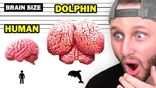 Amazing Facts That Will Blow Your Mind 🧠❗ [upl. by Cleon]