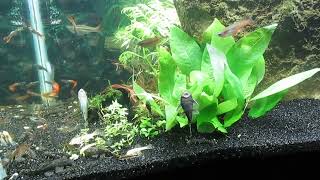 29Gallon Aquascape Update 51924 [upl. by Simpkins]