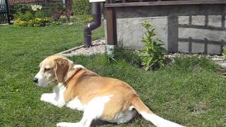 beagle epilepsy  Lafora disease 14072012 [upl. by Winser]