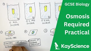 Osmosis In Potato Required Practical  GCSE Biology  kaysciencecom [upl. by Dona]