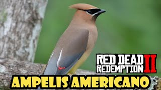 Donde encontrar el AMPELIS AMERICANO en Red Dead Redemption 2✔️ [upl. by Ybor]