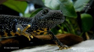 Great Crested Newt Triturus cristatus  Guest from the wild  Animalia Kingdom Show [upl. by Sidnala]