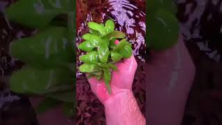 Lobelia cardinalis aquarium plant aquarium aquascape aquariumplant aquascaping aquariumplants [upl. by Alo]