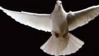 ©White Pigeon flying BeautifullyMUST WATCH [upl. by Albina321]