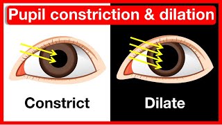 Why do pupils change size 👁️  Pupil constriction amp dilation  Easy learning video [upl. by Elyagiba]