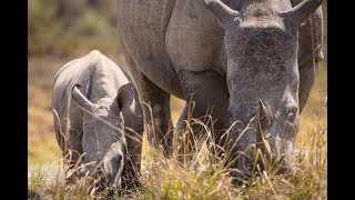 Big 5 encounter with Sebatan Private Reserve in Welgevonden Game Reserve [upl. by Elburr630]