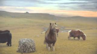 The Pony  Moonwalking Shetland Pony The Advert Sequel PARODY [upl. by Mayes374]