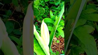 The Alocasia Flower The Cactus Fruit The American Tree Frog In My Zone9 Garden youtubeshorts [upl. by Erick]