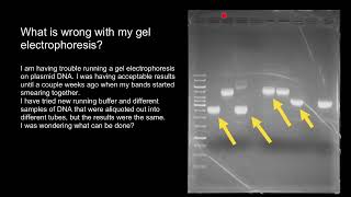 How to interpret Plasmid DNA Gel Electrophoresis results [upl. by Aksel]