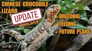 MEET THE RAREST PETS I OWN CHINESE CROCODILE LIZARD UPDATE 2024  Shinisaurus crocodilurus [upl. by Oiligriv]