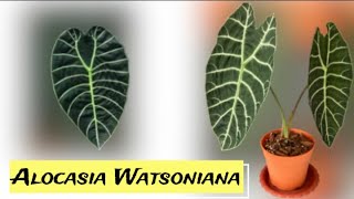 Alocasia WatsonianaRare PlantHow To Repot  Care Tips [upl. by Fregger]