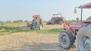 Mf 385 4by4 working Land preparation for agriculture farming 375 Zameen ki tyarimashAllah 🤍 [upl. by Narra]