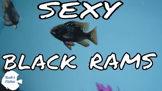 BLACK RAM Fishroom update This time with the lights on [upl. by Desdamonna]