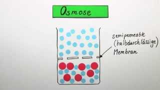 Die Osmose  Biologie  Cytologie [upl. by Lrae]