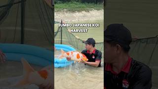 Jumbo Japanese Koi Fish Harvest koi nishikigoi koifarm koifish [upl. by Itnahs]