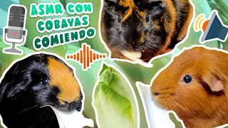 🥬 ASMR Cobayas comiendo endibia 🐹 Sonidos relajantes para estudiar trabajar dormir concentrarse [upl. by Takashi370]