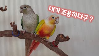 코뉴어 앵무새 소음 conure screaming [upl. by Marina]