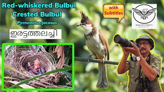 Red Whiskered Bulbul  Crested Bulbul  Iratta Thalachy Bulbul ഇരട്ടത്തലച്ചി ബുൾബുൾ  Birds Kerala [upl. by Barnaba]