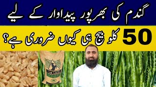 Why 50 kg Wheat Seed per acre is recommended  Bilal Kanju Official [upl. by Ysle]