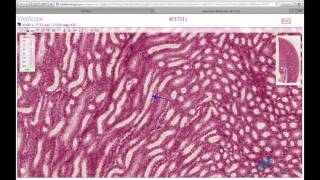 Histology Helper  Urinary System Histology [upl. by Nedloh]