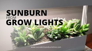 How to fix sunburn from grow lights and what causes it  Succulents in Seconds [upl. by Ayiak371]