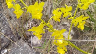 Cyrtopodium glutiniferumcristatumvernum em mais um passeio mágico 😍natureza orquídeas flores [upl. by Ij71]