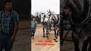 How To Hook A Draft Horse Team The Ultimate Guide [upl. by Nniroc285]