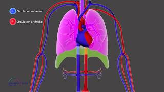 Mécanisme des échanges gazeux respiratoire Principe de diffusion des gaz [upl. by Ydnyc]