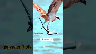 Eagle terrible Attack on Fish facts Fact shortsFacts English shorts ytshorts [upl. by Yuht]