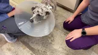 How to Put an Elizabethan Collar Cone on a Dog [upl. by Frydman26]