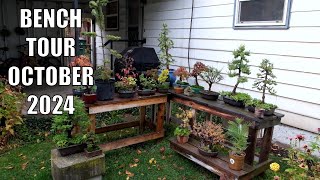 Bonsai Bench Tour October 2024 and Some 2025 Project Previews [upl. by Nyleve]